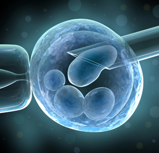 egg donation centers