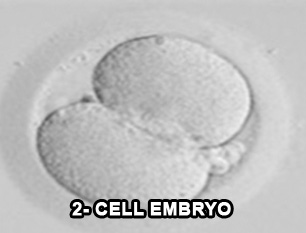2 cell embryo