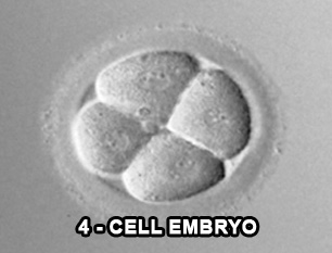 4 cell embryo