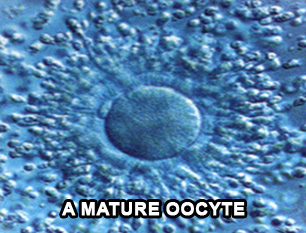 a-mature-oocyte