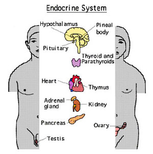 edocrine sysytem